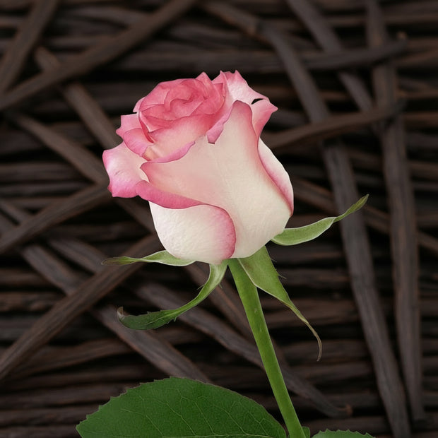 VANILLA ROSE Elixir 15ML